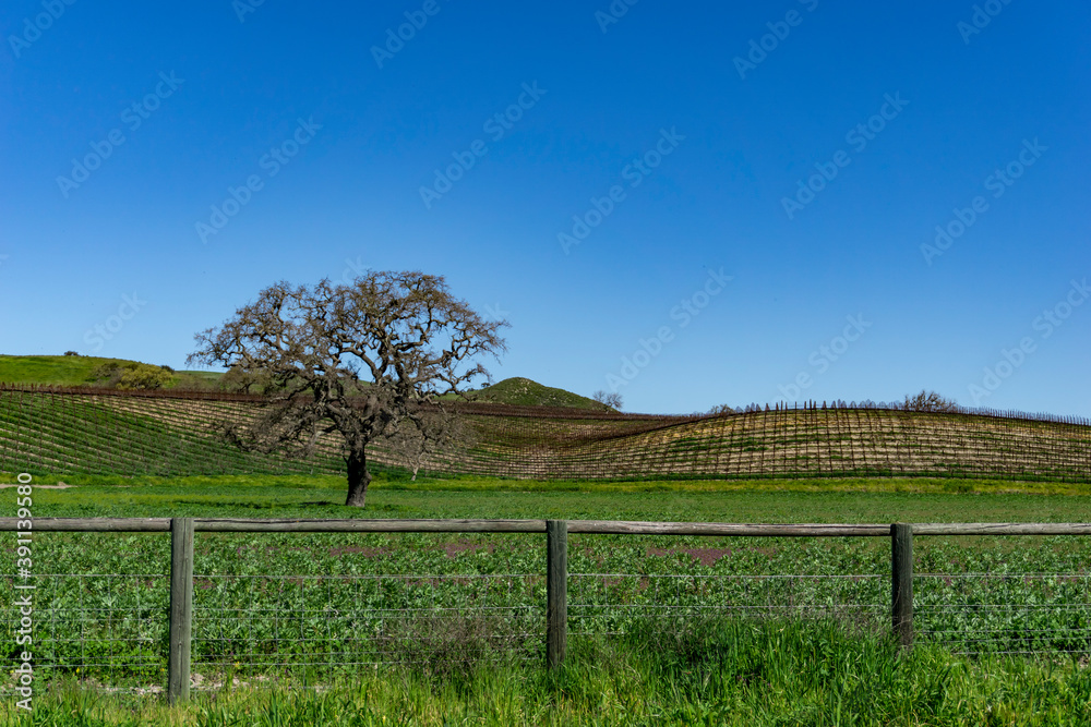 Fenced vineyard in the country