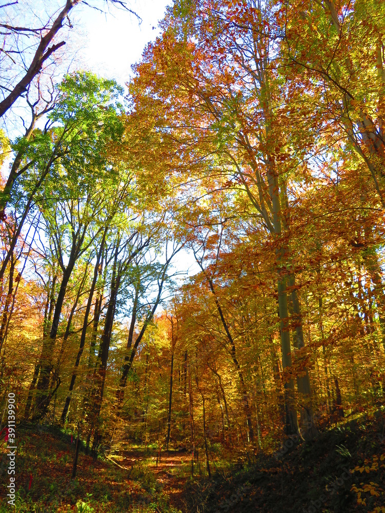 Fototapeta premium walking through shenandoah park at sunset