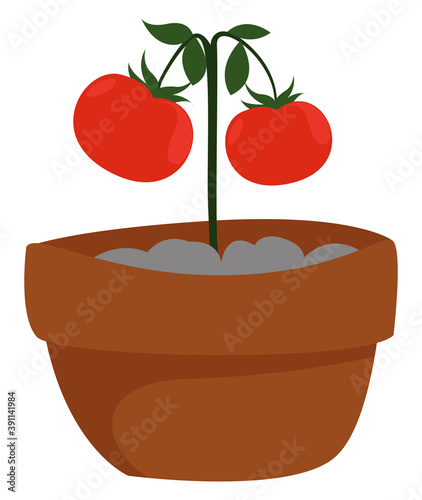 Tomatos in a pot ,illustration,vector on white background