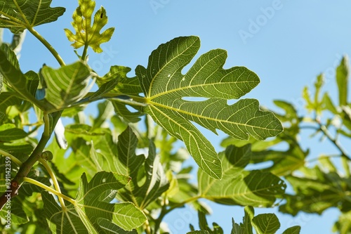 Green fig tree leaves in bright sunlight