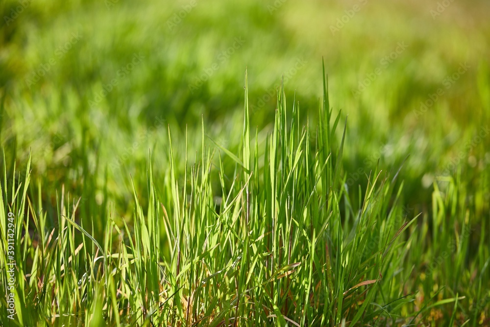 Vibrant green grass, grassy meadow Vibrant green grass, grassy meadow