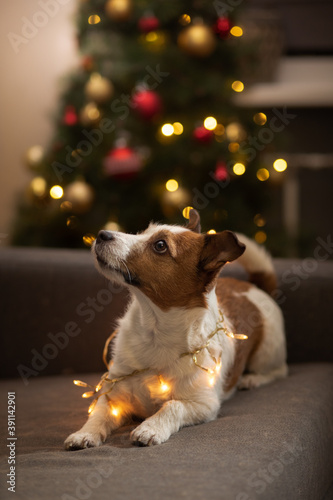 dog at the Christmas tree. Jack russell terrier in new year's decorations at home