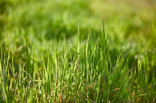 Vibrant green grass, grassy meadow