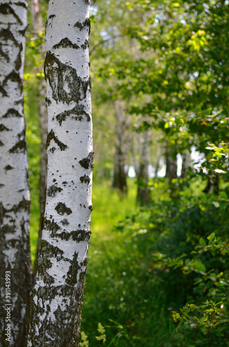 Fototapeta Naklejka Na Ścianę i Meble -  White trunks of birch trees in a green grove in summer