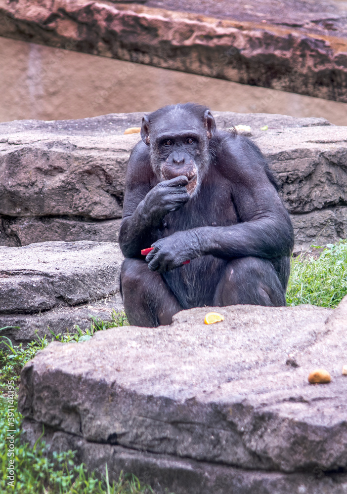 black chimpanzee grazes on fruit and veggies