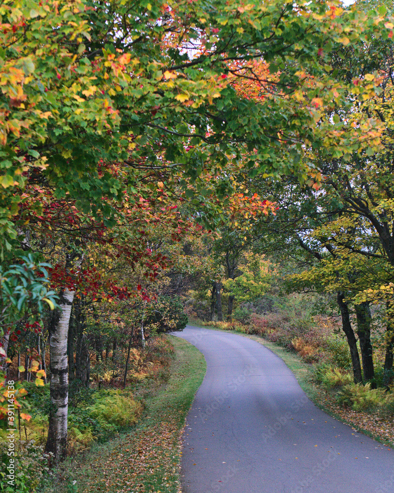 Naklejka premium autumn on a forest park road