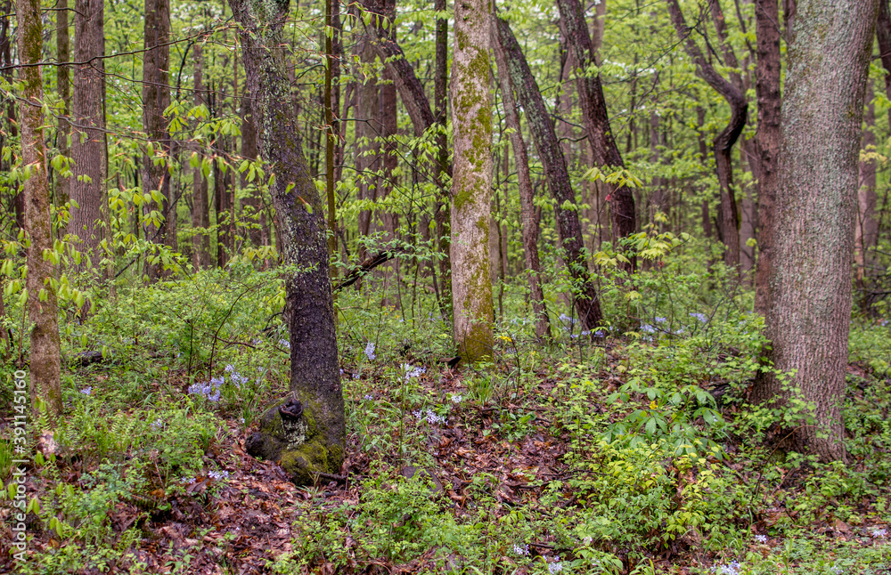 Obraz premium Bluebells and wildflowers in a springtime woods