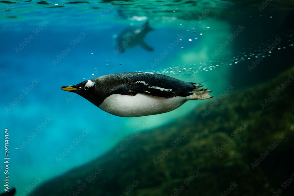 Naklejka premium penguin in aquarium