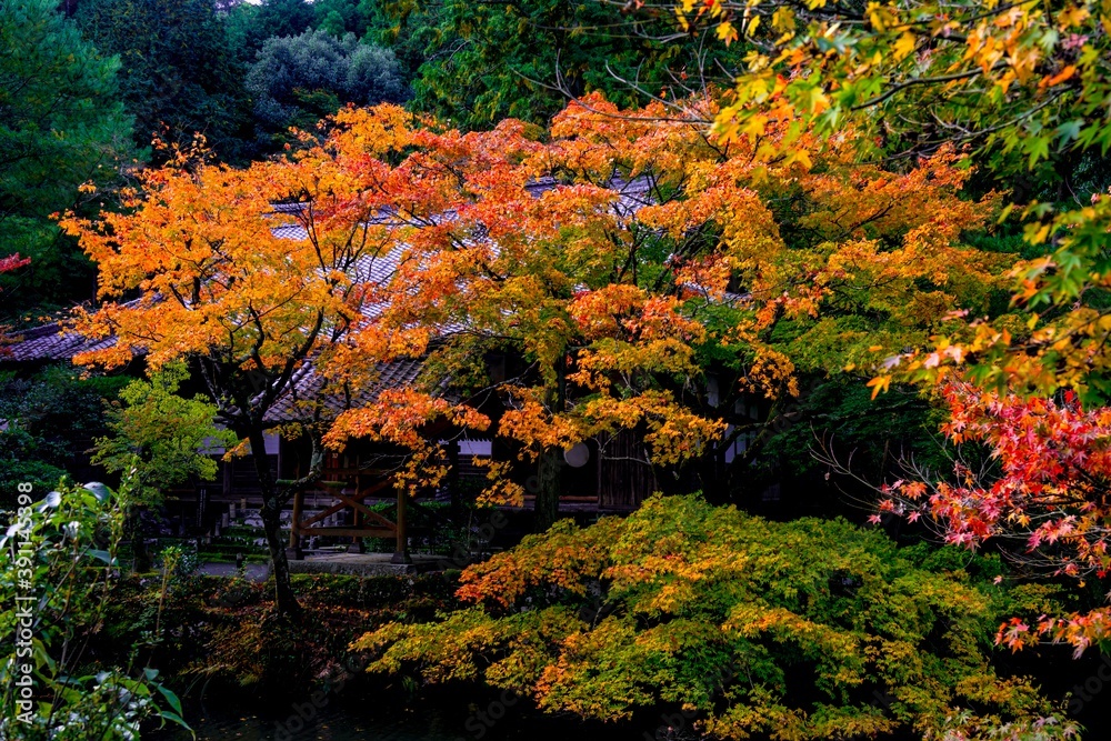 清川の紅葉