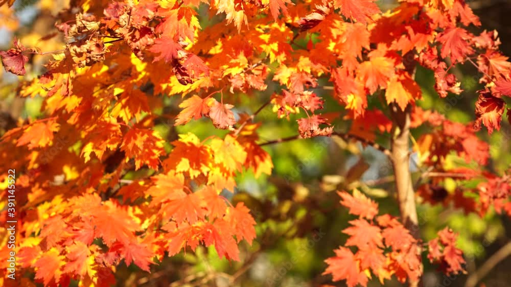 Natural background with orange maple leaves on a tree. Beauty of nature