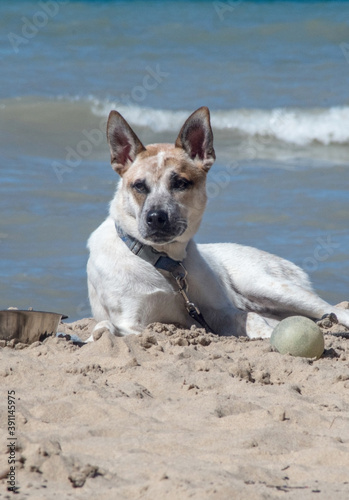 Bored dog with his ball on the beach, waits for his humans to come back and play 
