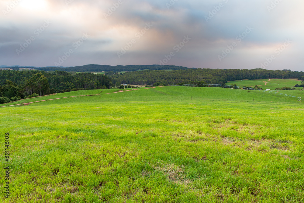 A dairy farm in Tasmania with livestock that grazes pasture A dairy farm in Tasmania with livestock that grazes pasture