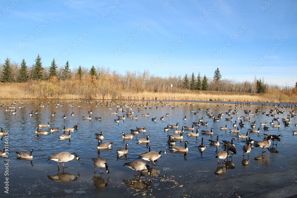 The Gathering, Pylypow Wetlands, Edmonton, Alberta