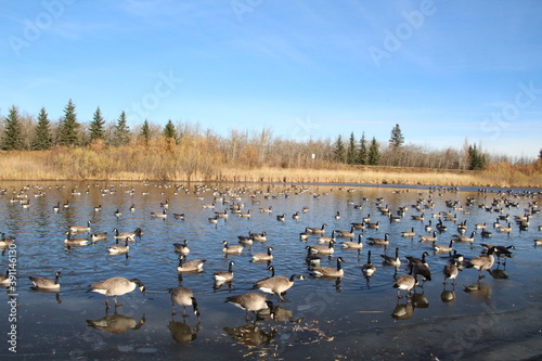 The Gathering, Pylypow Wetlands, Edmonton, Alberta © Michael Mamoon