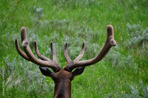 Elk