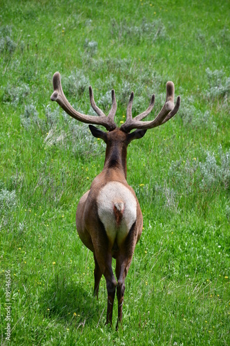 Elk