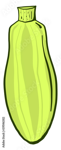 Green zucchini ,illustration, vector on white background