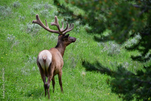 Elk