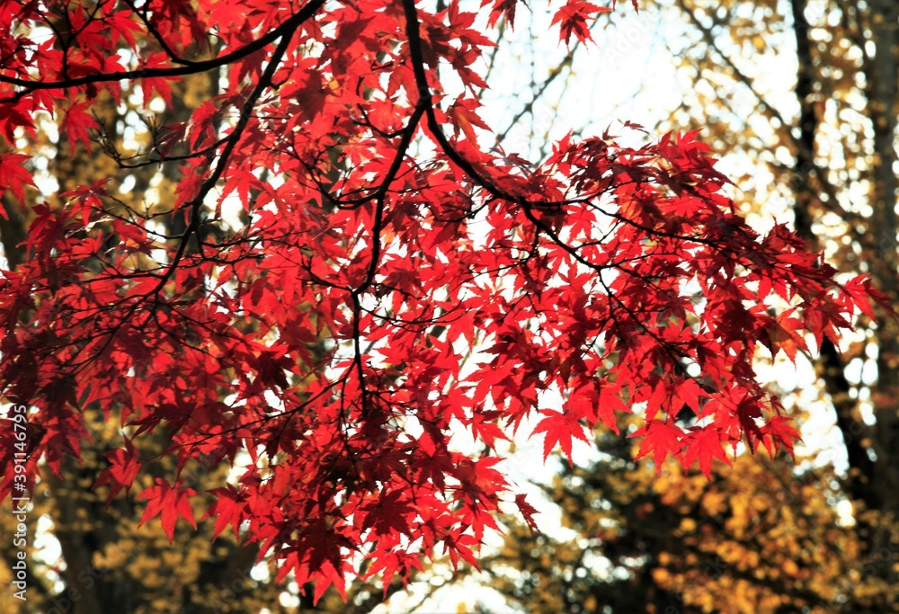 モミジの紅葉 モミジの紅葉