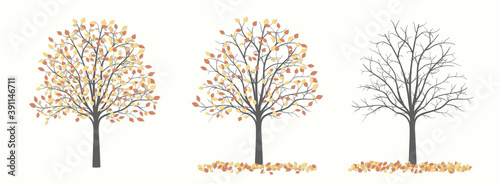 Autumn tree with leaves and without leaves in three versions