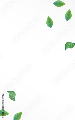 Mint Foliage Nature Vector White Background 
