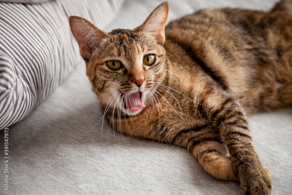portrait of a cat with open mouth