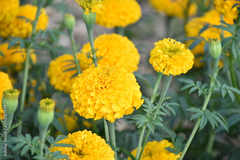 Yellow marigold flower, natural blurred background. Yellow marigold flower, natural blurred background.