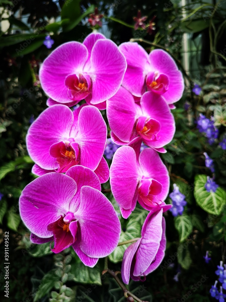 Fototapeta premium pink orchid in garden