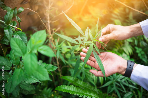 Medical healthcare scientist examining cannabis plant leaf close up researching mediational usage herbal benefits for biological mental therapeutic disease, close up hand of Asian man wearing lab coat photo