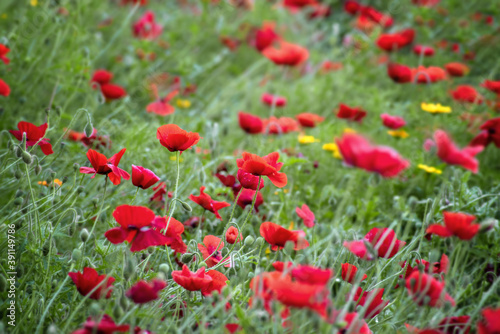 red poppy flowers growing in summer in a clearing