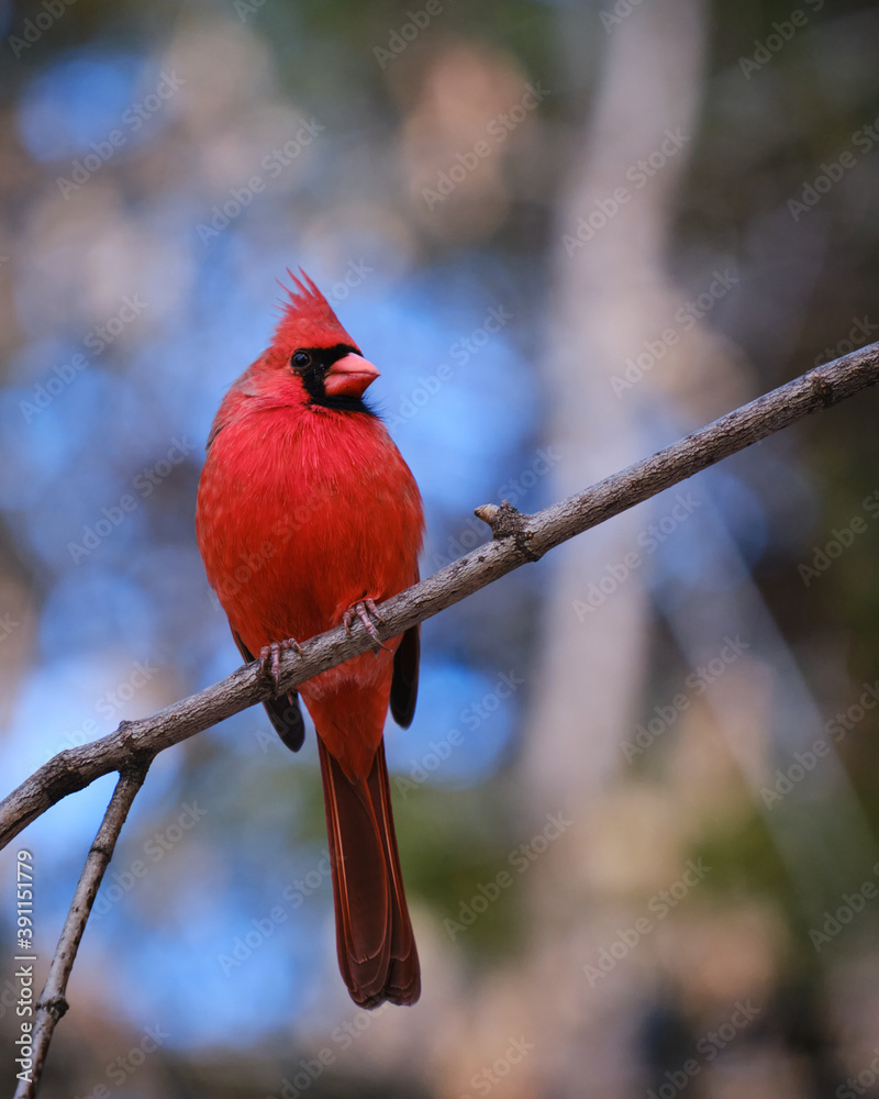 Male Northern Cardinal frontal perched on a branch against blurred forest background Male Northern Cardinal frontal perched on a branch against blurred forest background