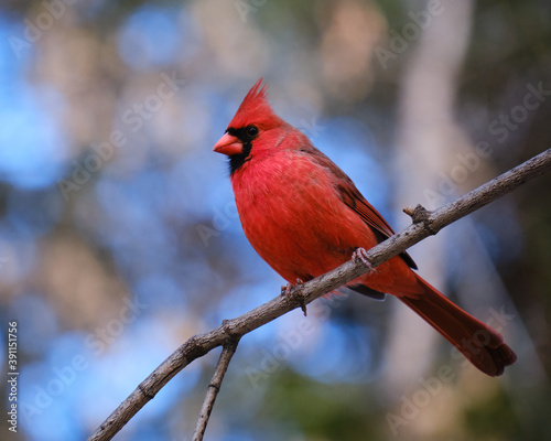 Male Northern Cardinal frontal perched on a branch against blurred forest background