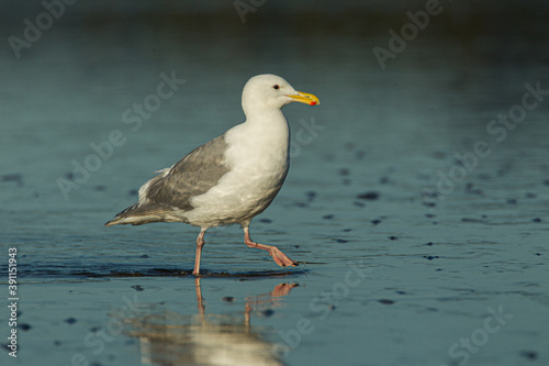 Glaucous-winged Gull taken in SE Alaska