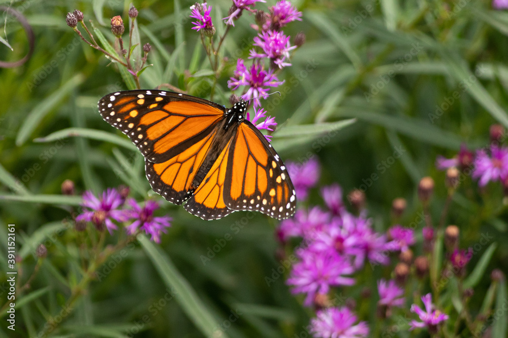 Monarch Butterfly on flower taken in southern MN