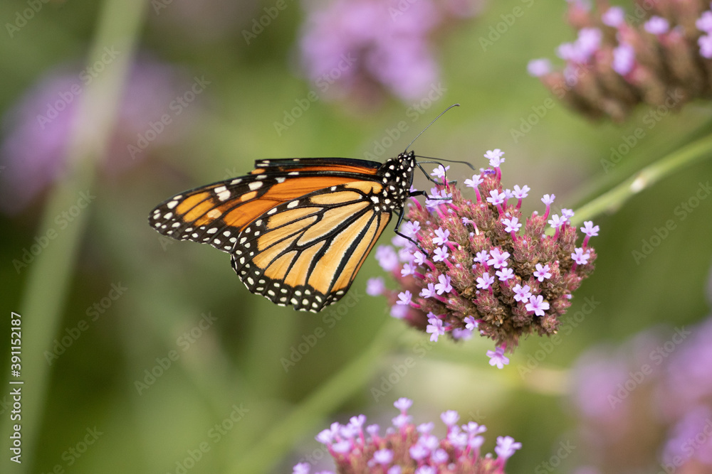 Obraz premium Monarch Butterfly on flower taken in southern MN