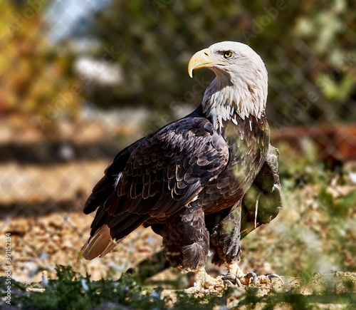 A rescued American Bald Eagle