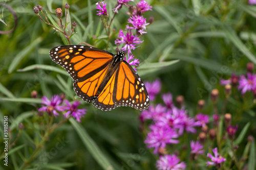 Monarch Butterfly on flower taken in southern MN