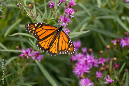 Monarch Butterfly on flower taken in southern MN © Stan