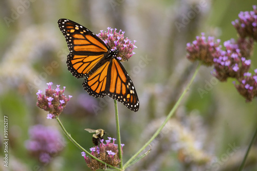 Monarch Butterfly on flower taken in southern MN © Stan