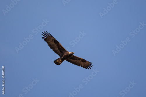 Golden Eagle adult in flight taken in SE MN