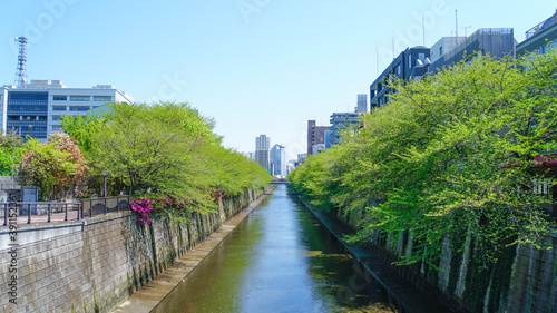 雲ひとつない青空の下に広がる春の目黒川沿いの都会の風景 © ToYoPHoTo