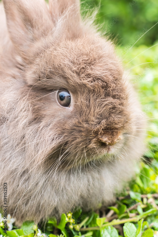 cute rabbit on nature background cute rabbit on nature background