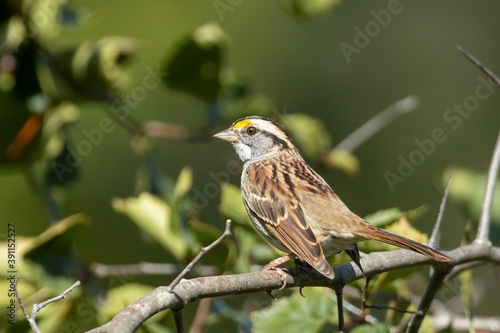 White-throated Sparrow taken in northern Minnsota