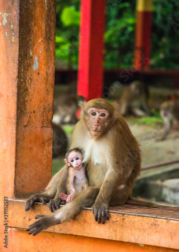 monkey and her kid in public temple north Thailand. © nawin