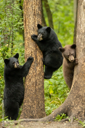 Black Bear cubs taken in northern MN in the wild