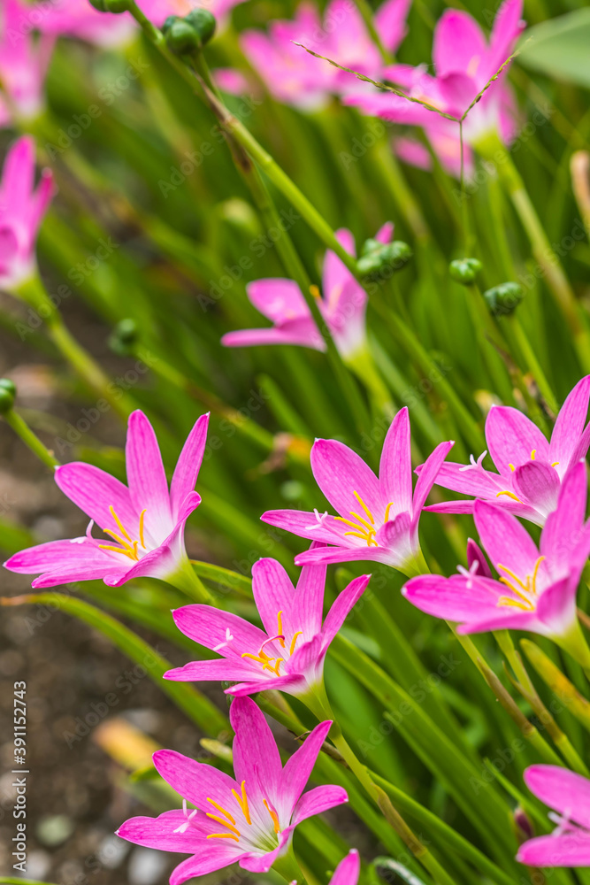 Fairy lily in the garden