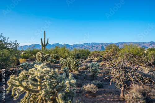 A long slender Saguaro Cactus in Saguaro National Park, Arizona