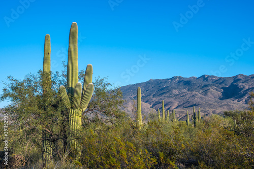 A long slender Saguaro Cactus in Saguaro National Park, Arizona