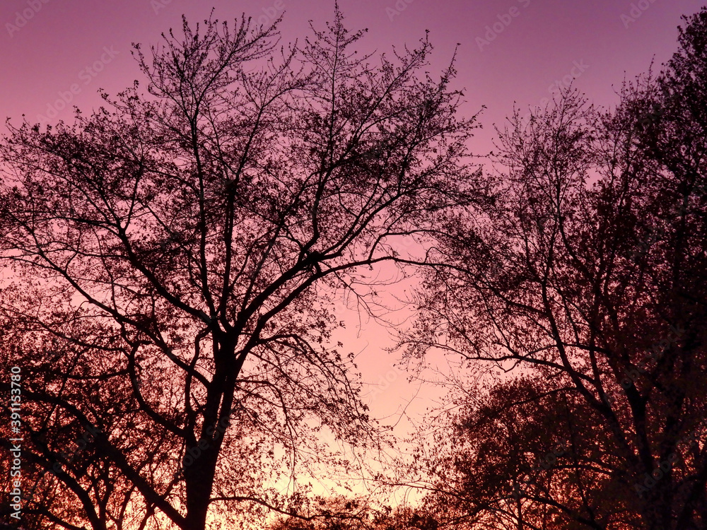 Yellow sky blends into the pink and deep purple of this late autumn sunset looking through forest of silhouetted trees in a beautiful scenic view