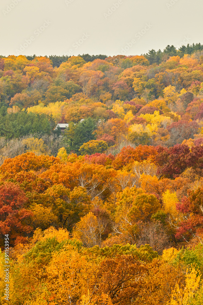 Leaves of autumn turning vivid colors in a forest as far as the eye can see